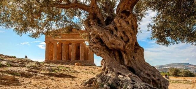 The most important archaeological sites in western Sicily